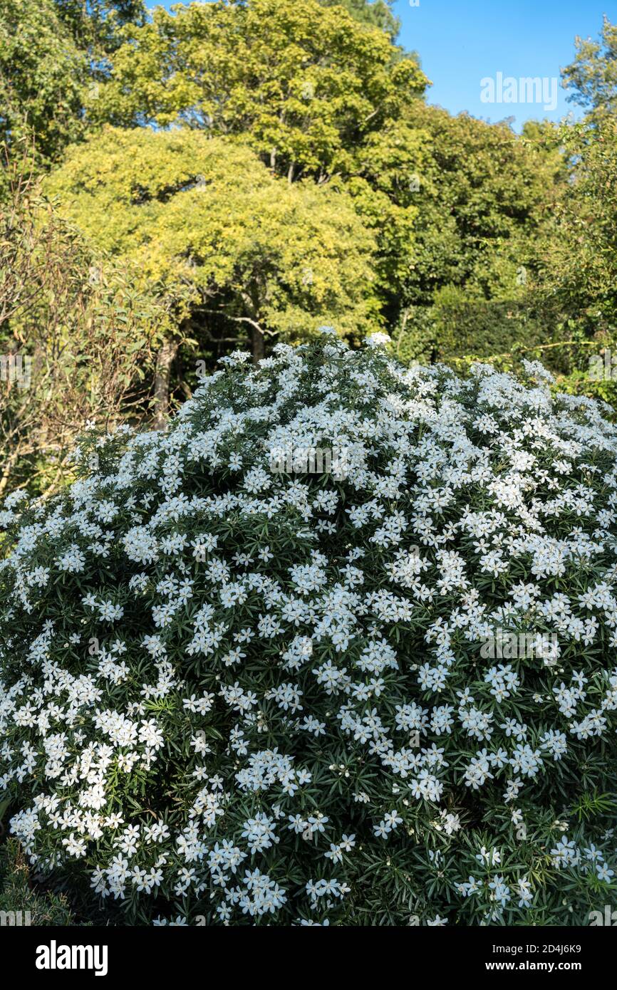 Fleurs en forme d'étoiles blanches parfumées de Choisya, Dazzler blanc de Londaz dans les jardins de Hillier près de Romsey Banque D'Images