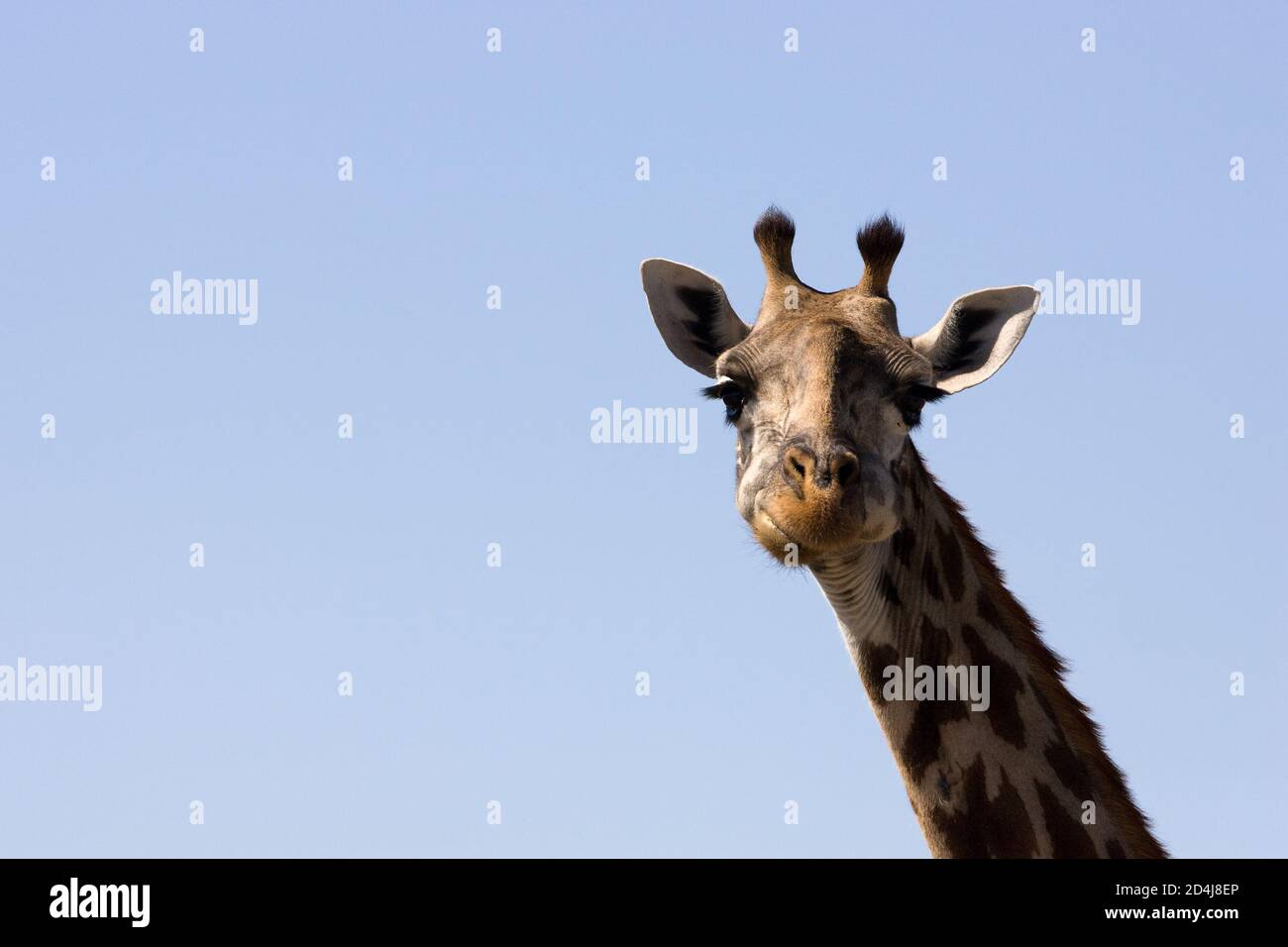 Une girafe Masai (Giraffa tippelskirchi) donne un regard placide et non impressionné vers l'appareil photo dans Devant un ciel bleu clair dans le Mara Masai Du Kenya Banque D'Images