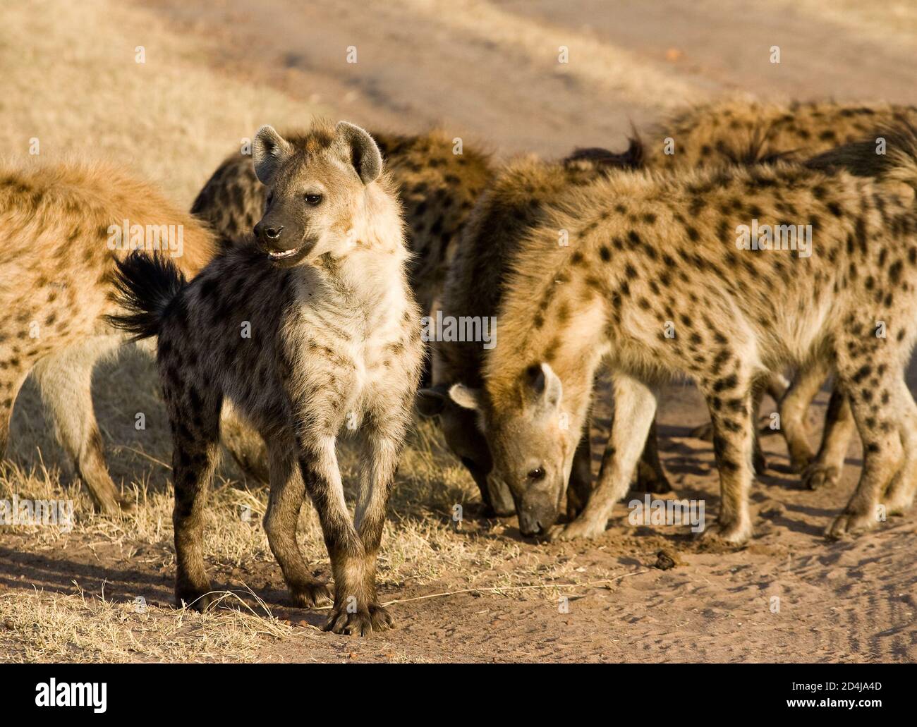 Une seule hyène tachetée (Crocuta crocuta), avec des packmates derrière elle, regarde autour d'excitamment à côté d'une piste de terre dans le Maasai Mara, Kenya Banque D'Images