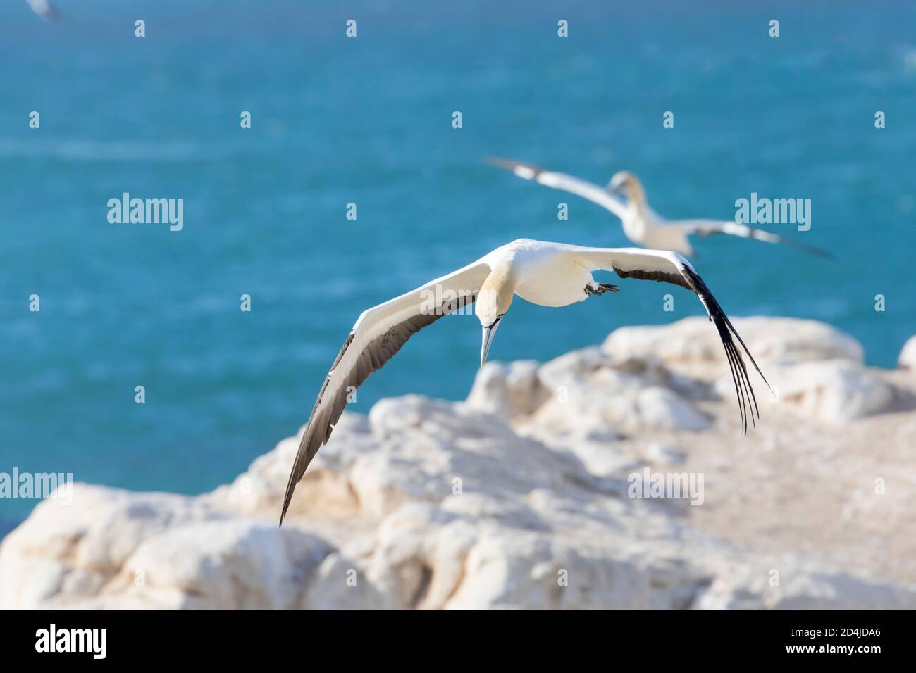 Cap Gannet (Morus capensis) en danger de disparition en vol, volant à Bird Island, Lamberts Bay, Western Cape, Afrique du Sud. Banque D'Images