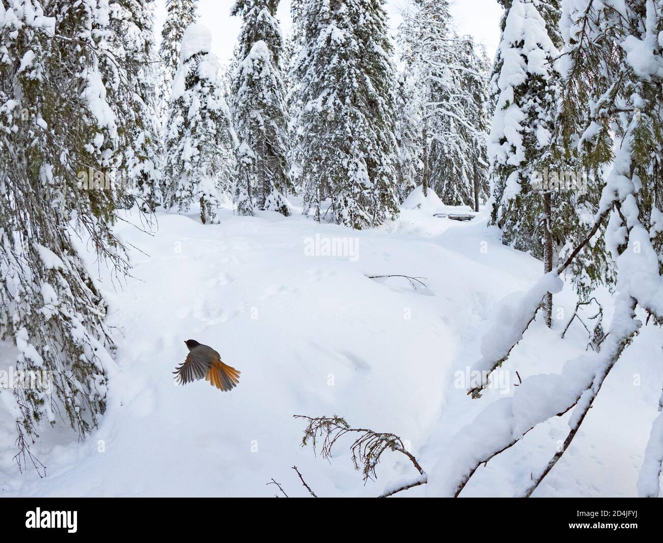 Siberian Jay Perisoreus infaustus Kuusamo, Finlande, hiver Banque D'Images