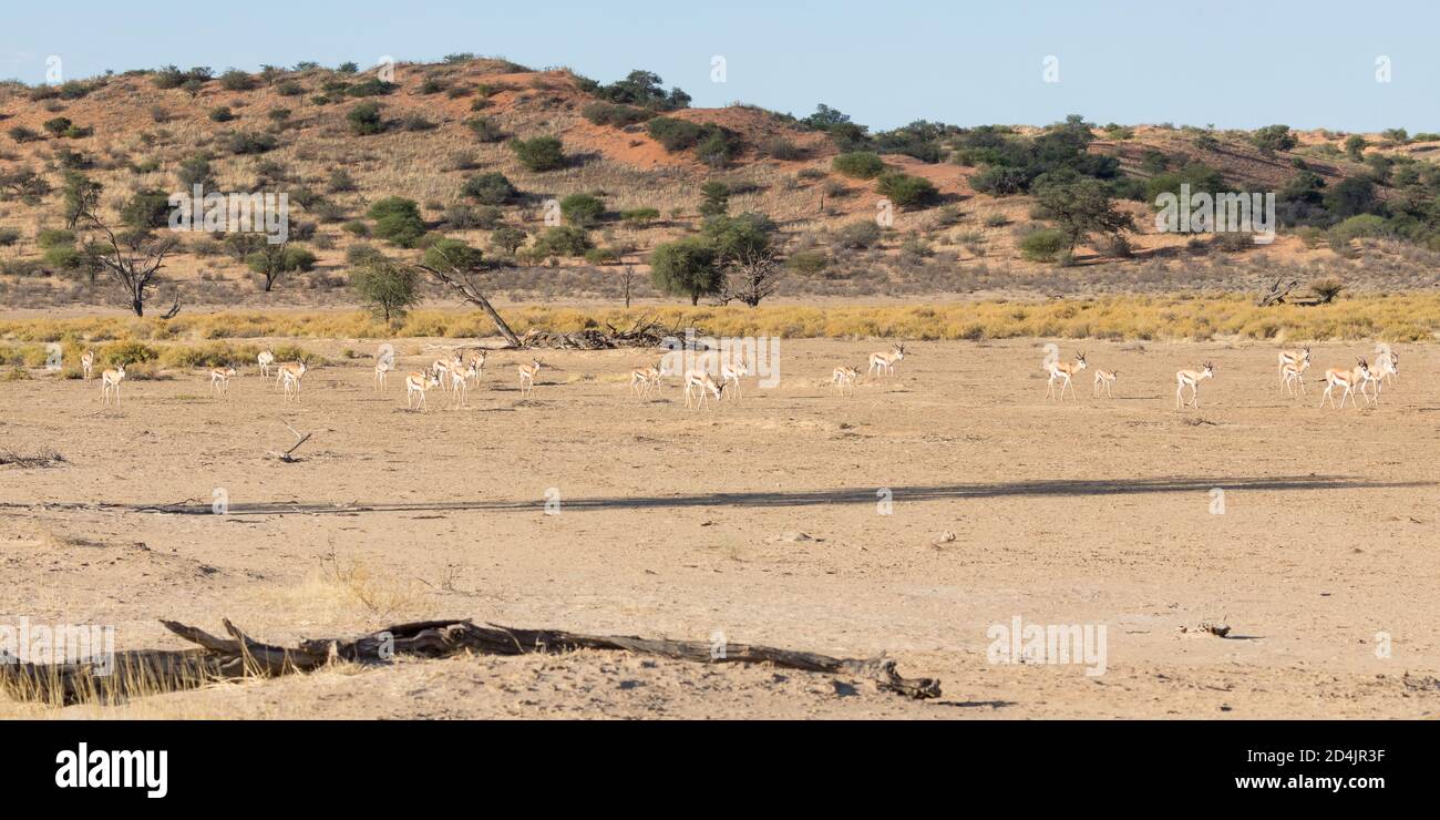 Panorama de la rivière Nossob et des dunes rouges du parc transfrontalier de Kglagadi, Kalahari, Cap nord de l'Afrique du Sud au coucher du soleil avec Springbok Banque D'Images