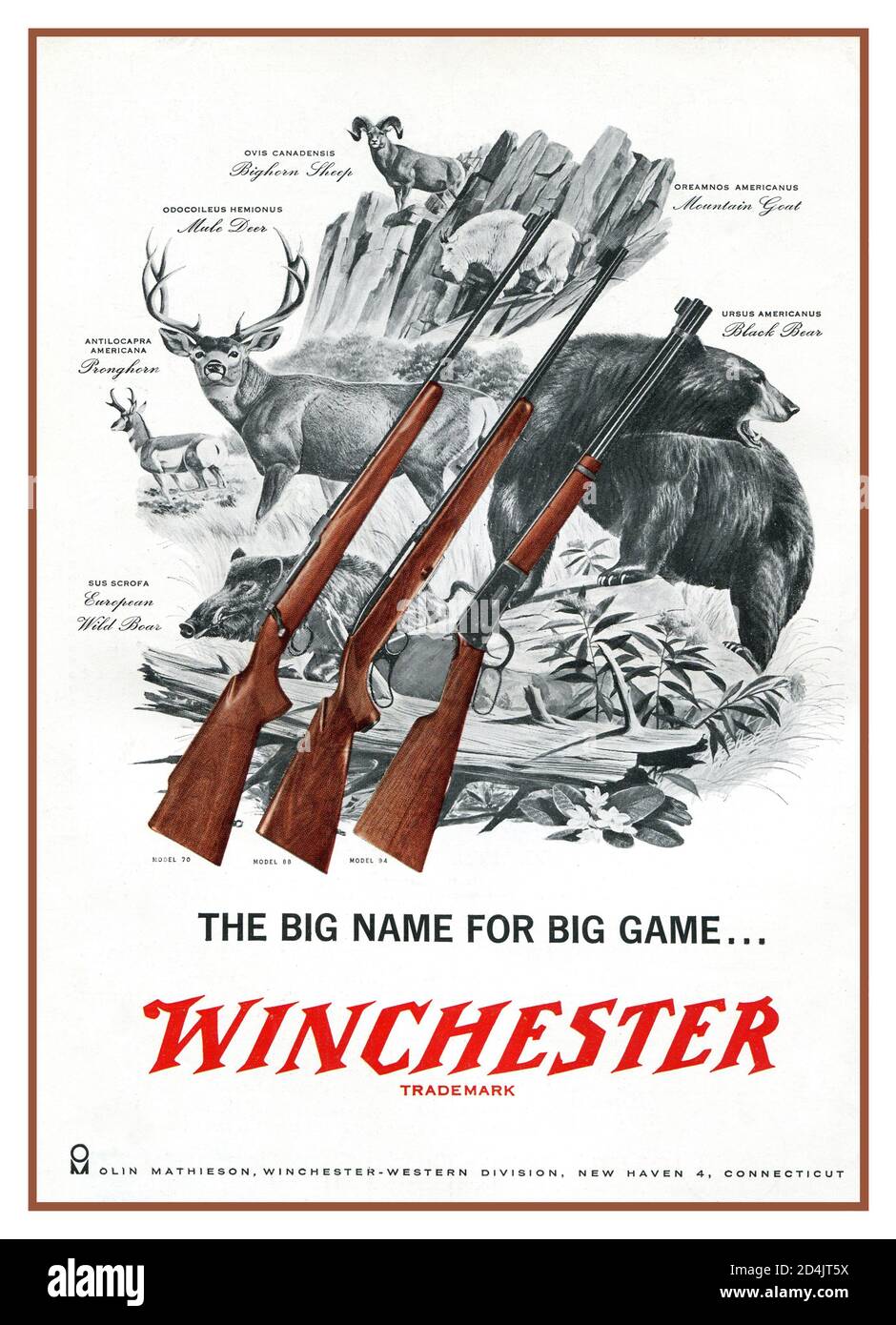1950's American Guns affiche publicitaire promotion grand jeu de tir Winchester Publicité pour le fusil « The Big Name for Big Game » États-Unis Banque D'Images