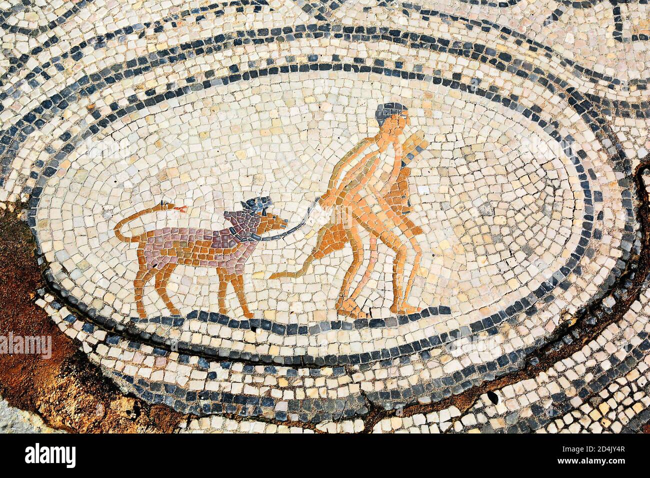 Douzième travail d'Hercules, mosaïque de Volubilis, ancienne ville romaine du Maroc Banque D'Images
