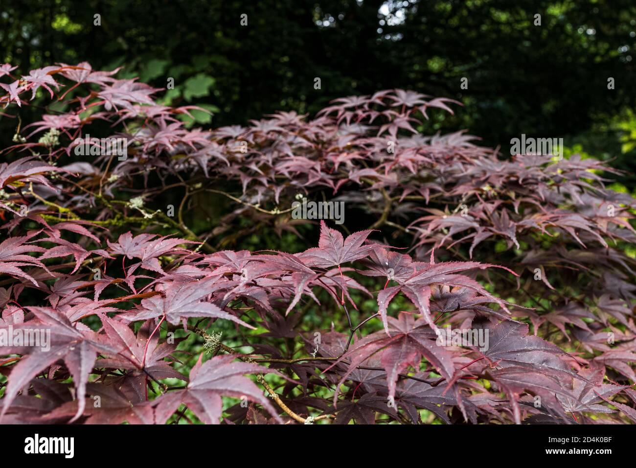 Acer palmatum jeunes feuilles Banque de photographies et d'images à haute  résolution - Alamy