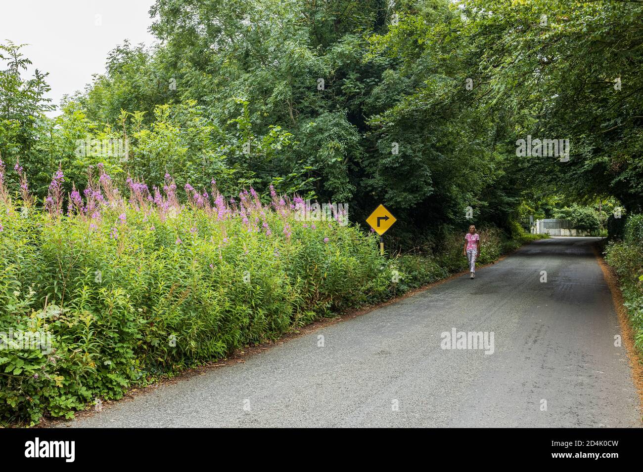 Femme passant devant le Fireweed, Epilobium angustifolium une espèce de saulowherbs sur le bord de la route dans le comté de Kildare, en Irlande Banque D'Images