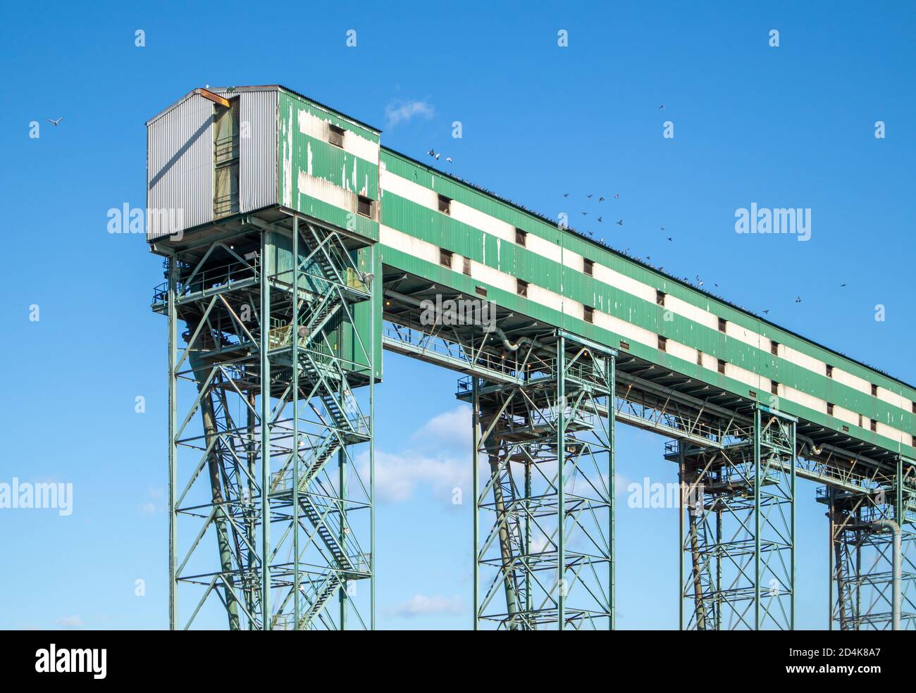 Élévateur de grain pour les grains, les graines oléagineuses et les impulsions dans une installation portuaire. Oiseaux assis sur le dessus de la structure. Vancouver, C.-B., Canada Banque D'Images