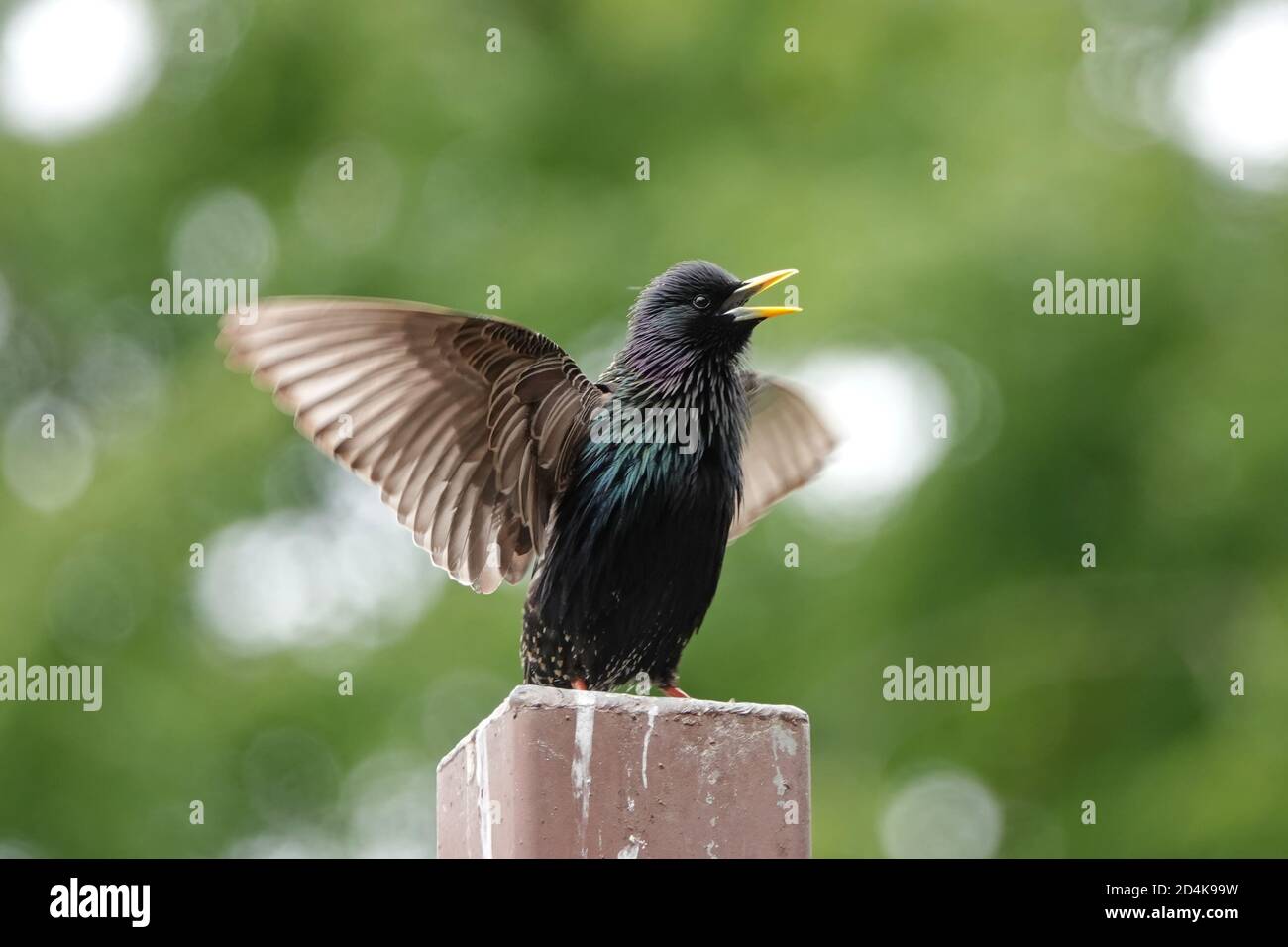 Férule européenne, aussi connu sous le nom de férule commune, Sturnus vulgaris Banque D'Images