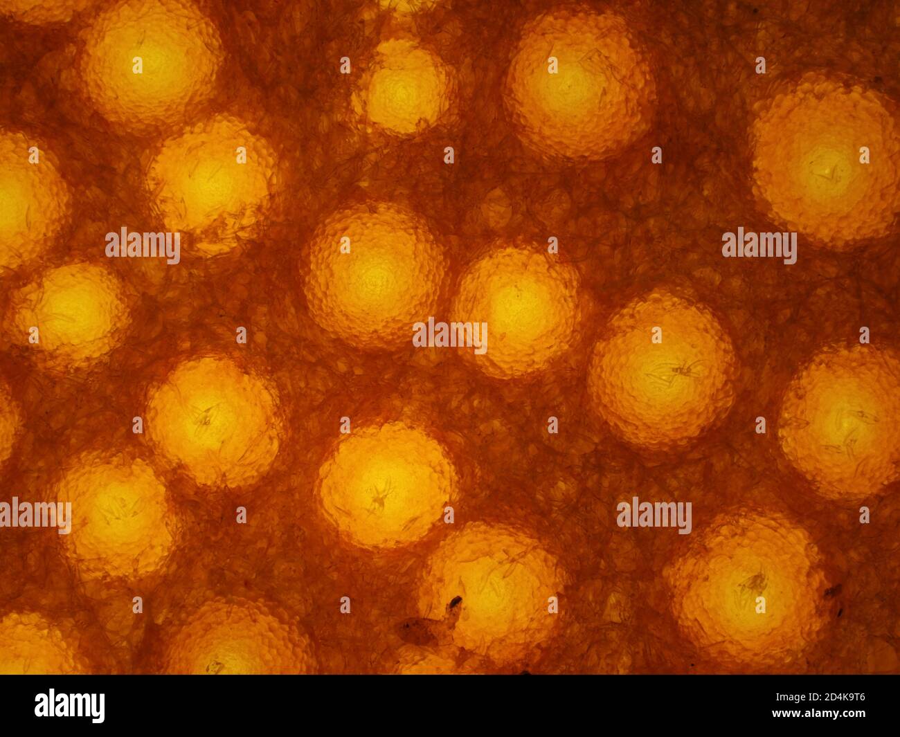 Champignon du homard (Hypomyces lactifluorum) sous microscope, micrographe à lumière transmise, champ de vision horizontal d'environ 1,2 mm Banque D'Images