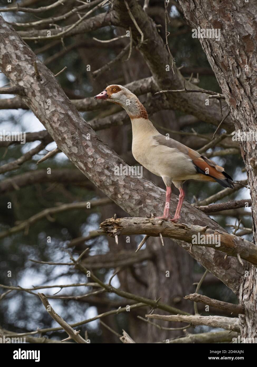 OIE d'Égypte, Alopochen aegyptiaca, au site de reproduction (nid dans les arbres), dans le nord du Norfolk au début du printemps Banque D'Images