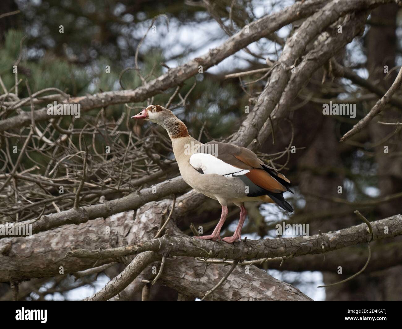 OIE d'Égypte, Alopochen aegyptiaca, au site de reproduction (nid dans les arbres), dans le nord du Norfolk au début du printemps Banque D'Images