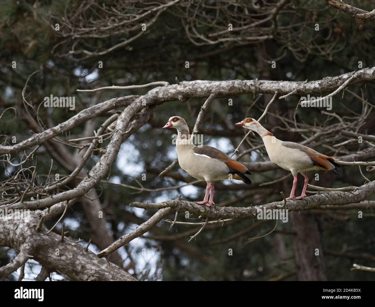 La Bernache d'Égypte, Alopochen aegyptiaca, se couple au site de reproduction (nid dans les arbres), dans le nord du Norfolk au début du printemps Banque D'Images