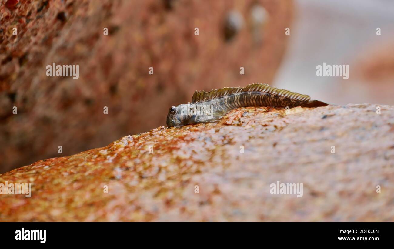 Vue rapprochée de petits poissons amphibies assis sur une roche de granit brun sur la côte près de la plage d'Anse Lazio, île de Praslin, Seychelles. Banque D'Images