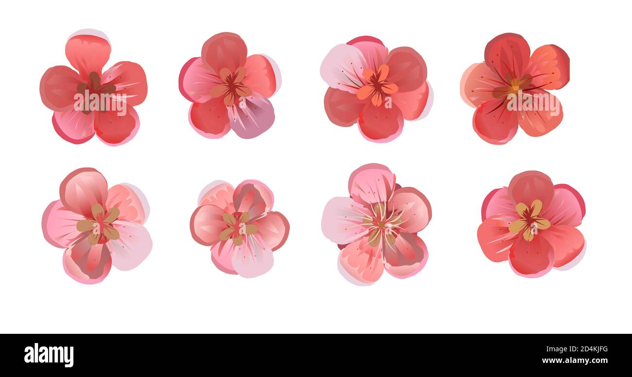 Fleurs de vergers : cerises, prunes, abricots, pêches, poires, pommiers. Lot de 6 fleurs. Rouge et rose. Vecteur isolé sur un blanc Banque D'Images