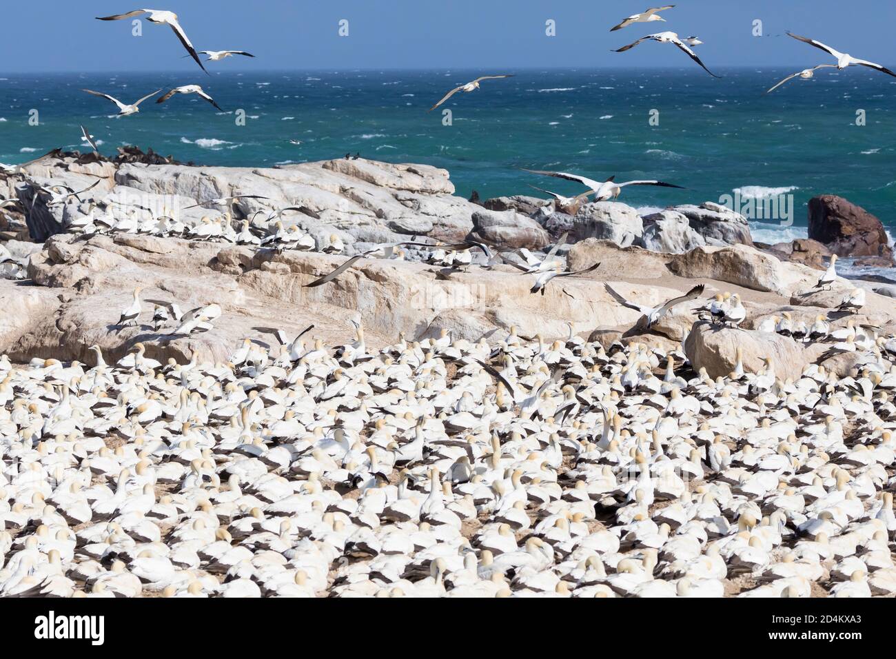 Cap Gannet (Morus capensis) à la colonie de reproduction de Bird Island, Lamberts Bay, Western Cape, Afrique du Sud, lors d'une journée venteuse avec tous les oiseaux faci Banque D'Images