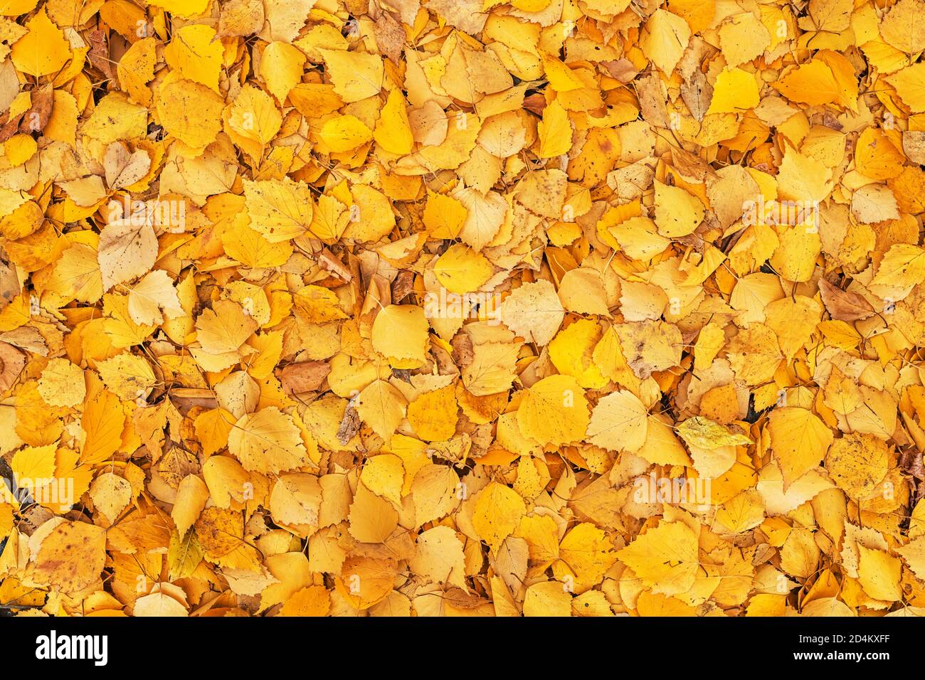 arrière-plan d'automne de feuilles de bouleau jaune vif Banque D'Images