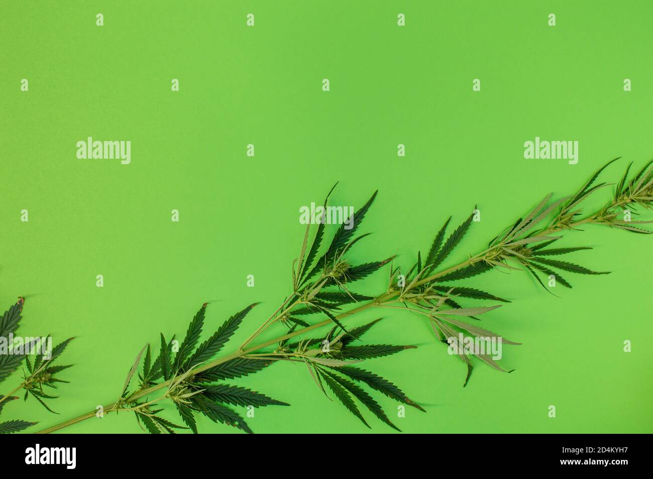 Une branche avec des feuilles et des bourgeons de cannabis sur fond vert, thème de la marijuana comme drogue thérapeutique et récréative, copier l'espace pour le texte Banque D'Images