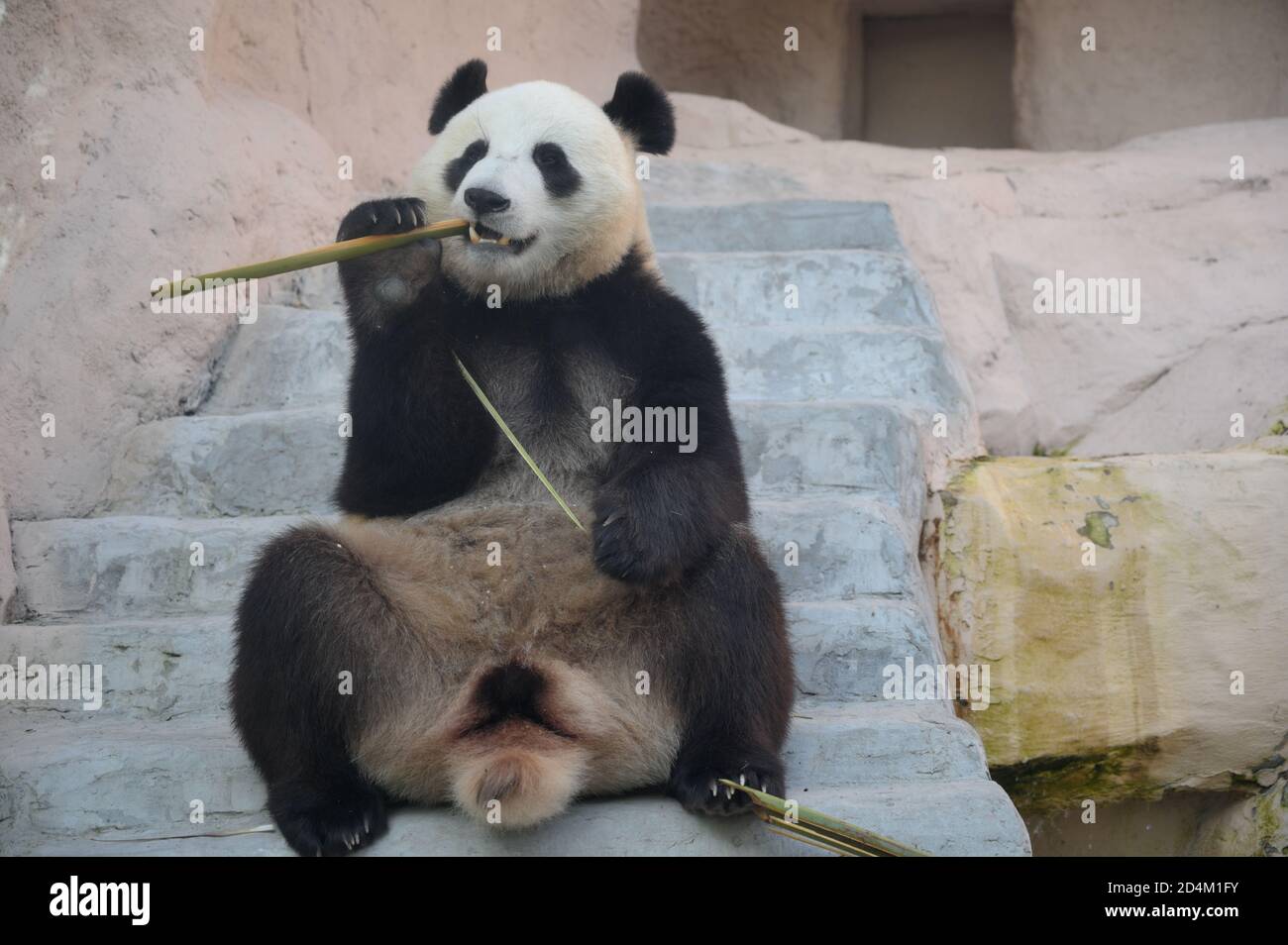 Panda mangeant du bambou sur le zoo de Moscou, Russie Banque D'Images