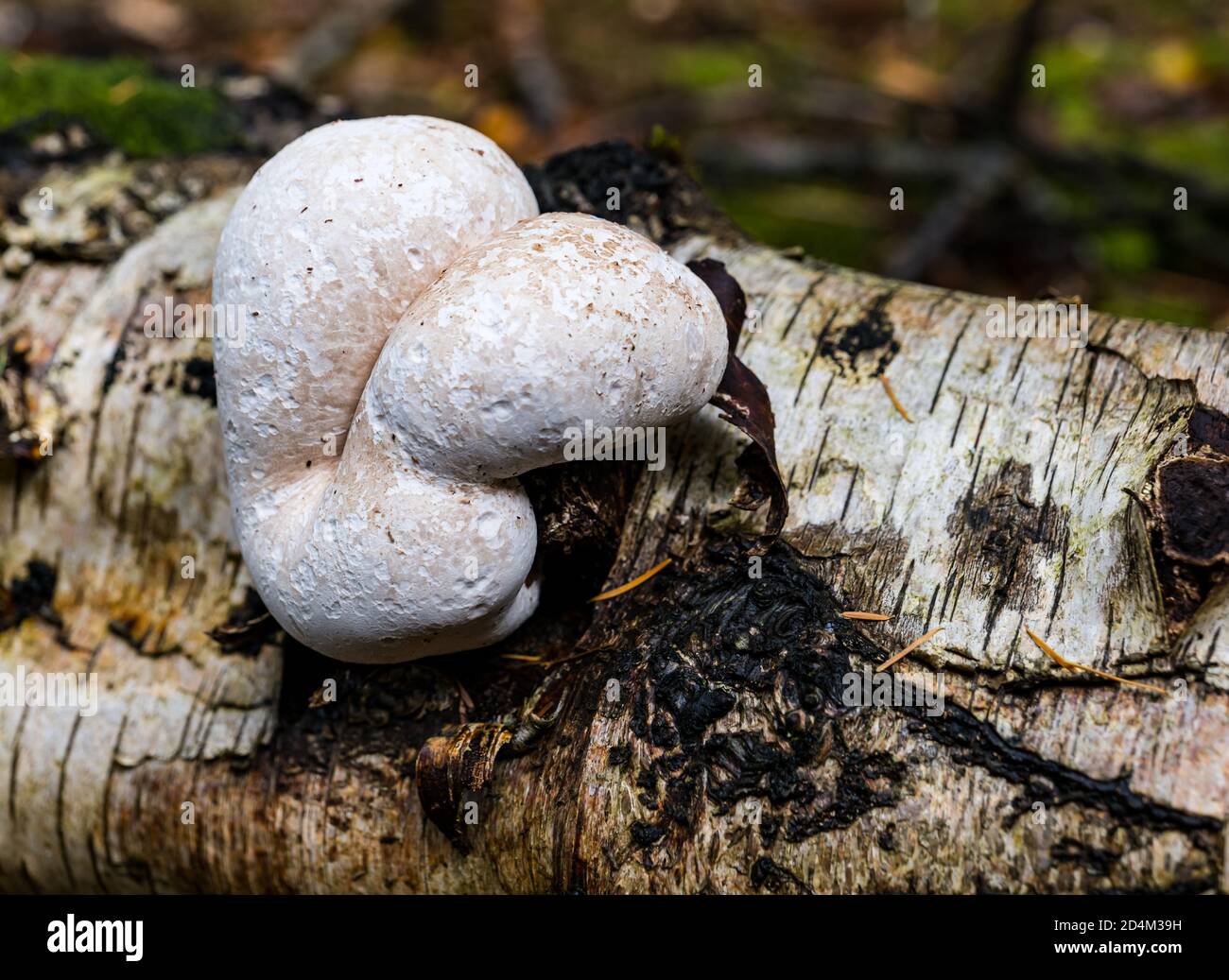 Gros plan du champignon de la patte de bouleau, Butterdean Wood, East Lothian, Écosse, Royaume-Uni Banque D'Images