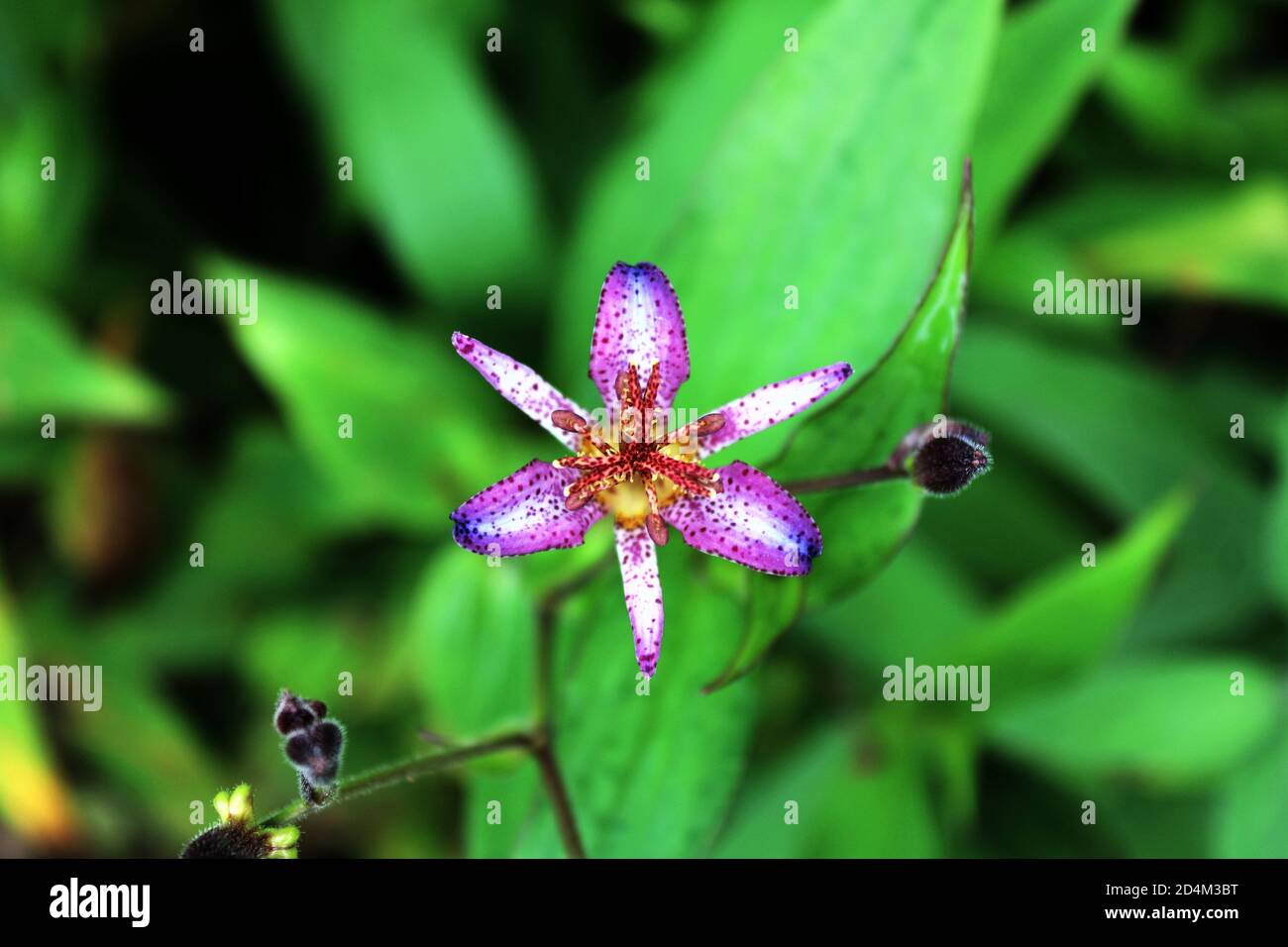 petite fleur rose avec des bords violets et des taches sur un arrière-plan flou et doux des feuilles vertes Banque D'Images