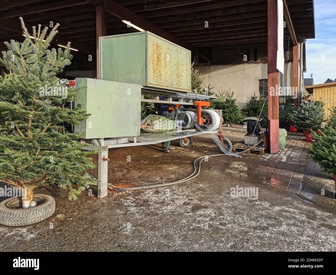 Acheter de vrais arbres de Noël à l'agriculteur. Fraîchement abattus et sélectionnés, les arbres sont vendus et emballés avec la machine. Banque D'Images