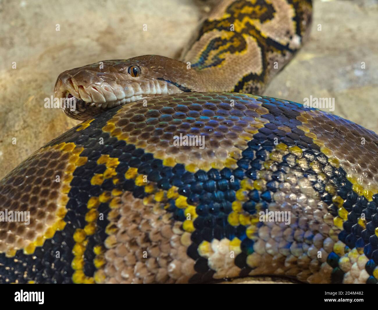 Grande peau Banque de photographies et d’images à haute résolution ...