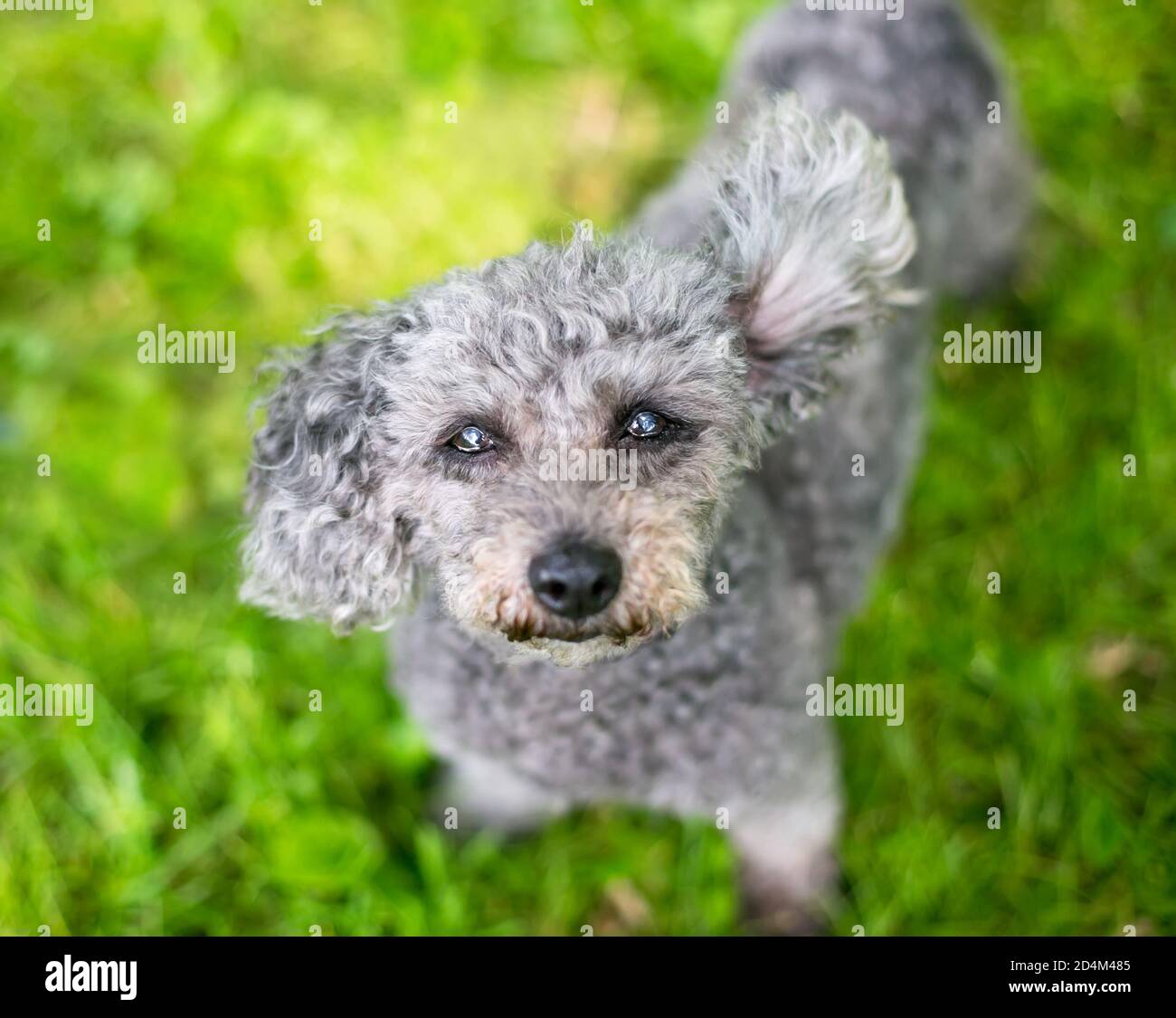 Chien gris de race mixte à motif coolé miniature regardant l'appareil photo, avec une oreille soufflant dans le vent Banque D'Images