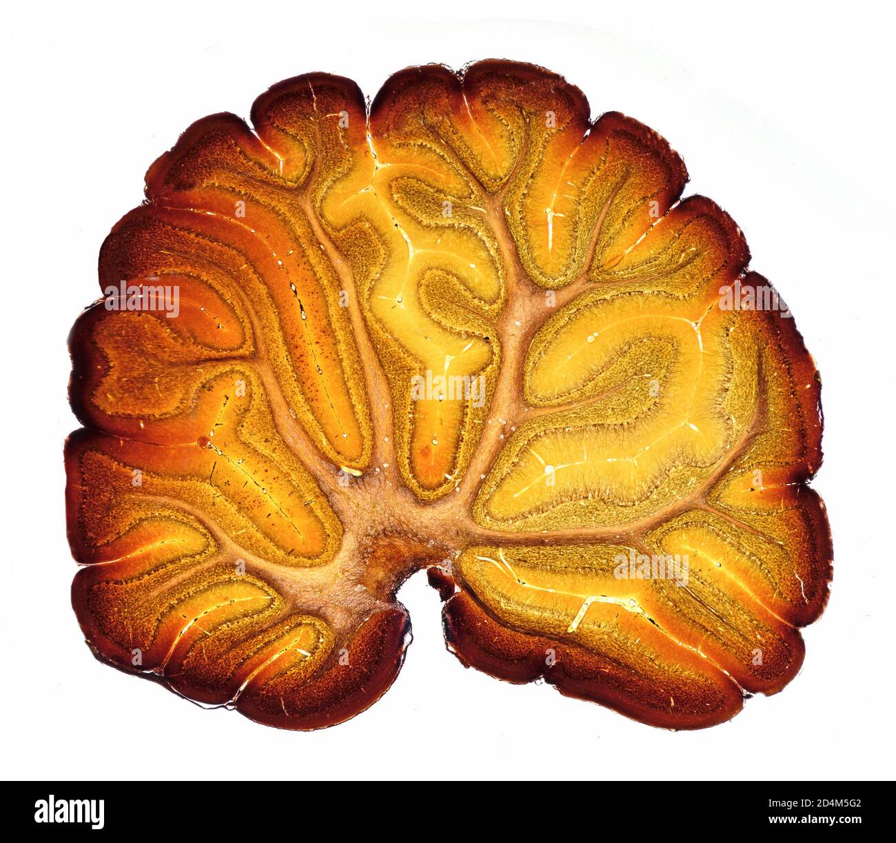 SECTION cervelet du cerveau de cobaye, photomicrographe à fond clair Banque D'Images