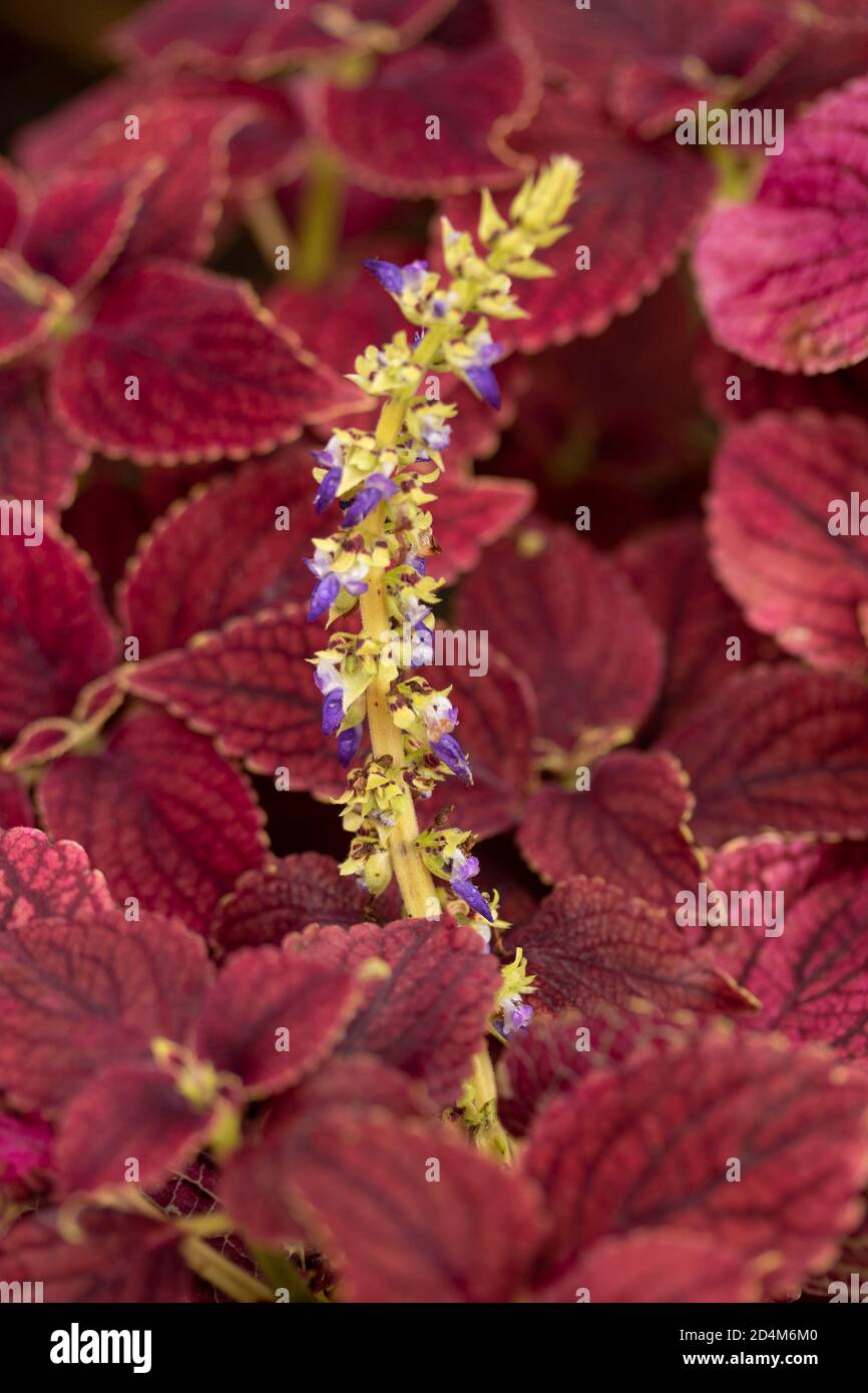 Lobelia Cardinalis ‘Queen Victoria’ feuillage à motifs et pointe de fleur, portrait floral naturel Banque D'Images