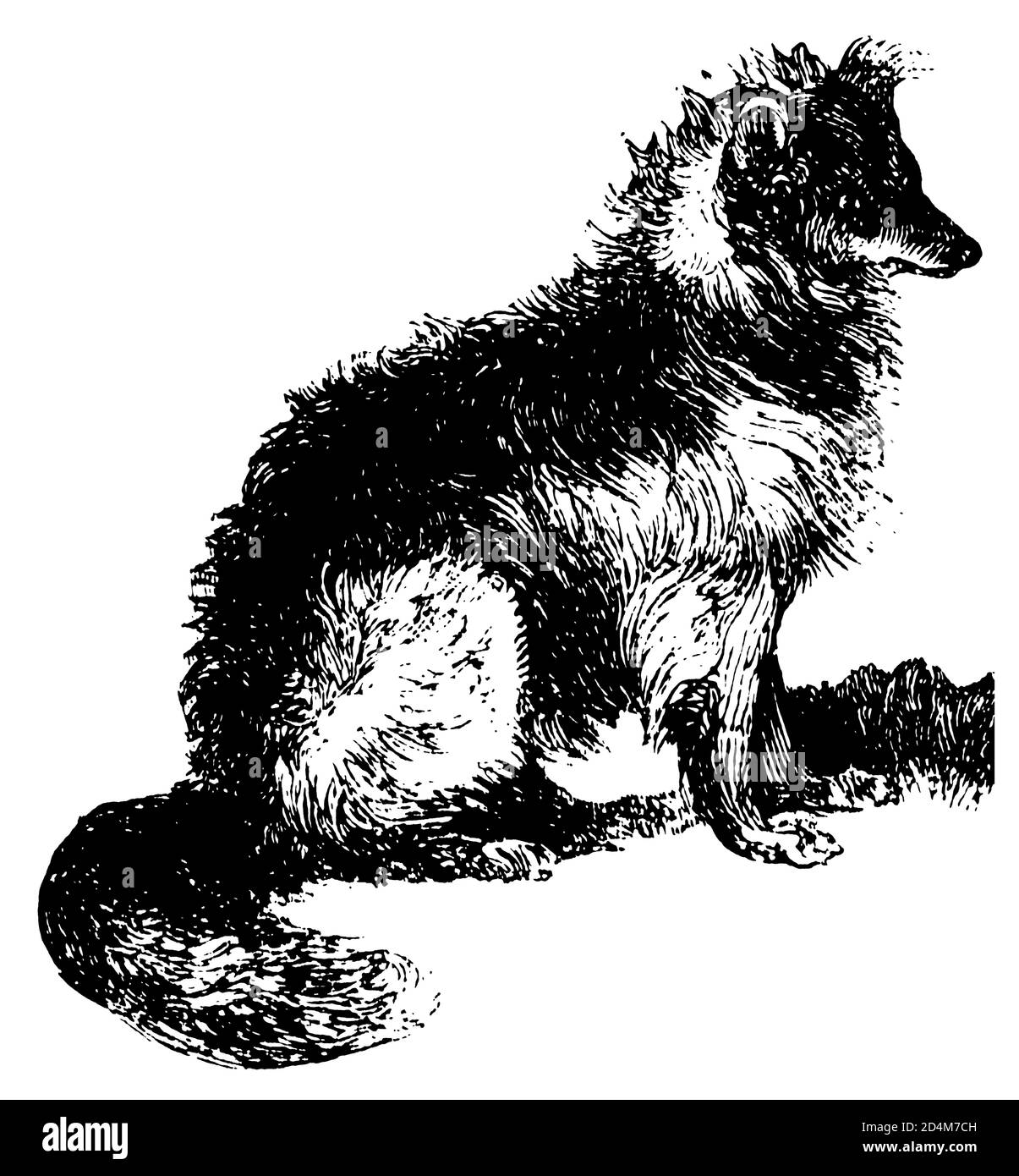 Illustration antique d'une bordure collie (isolée sur blanc). Publié dans Systematischer Bilder-Atlas zum conversations-Lexikon, Ikonographische Encyk Banque D'Images