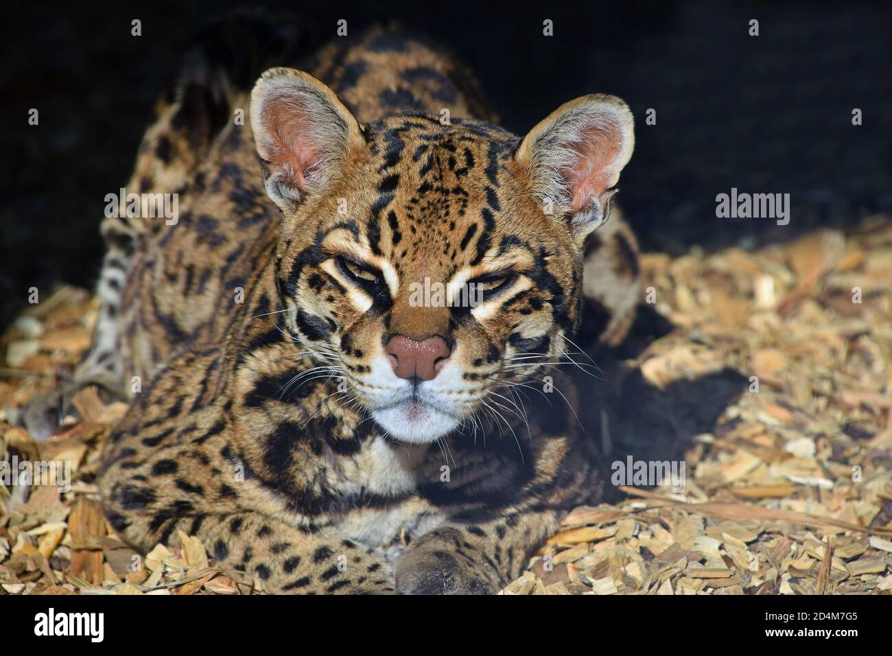 Gros plan portrait de margay (Leopardus wiedii) petit chat sauvage regardant l'appareil photo dans l'enceinte du zoo, vue en grand angle Banque D'Images