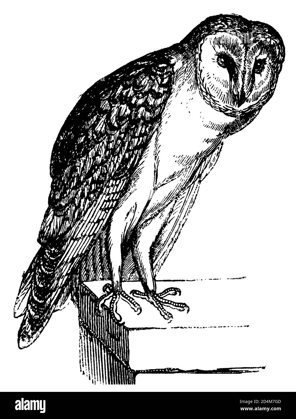 gravure du xixe siècle d'un hibou de grange (isolé sur blanc). Publié dans Systematischer Bilder-Atlas zum conversations-Lexikon, Ikonographische Encyklop Banque D'Images
