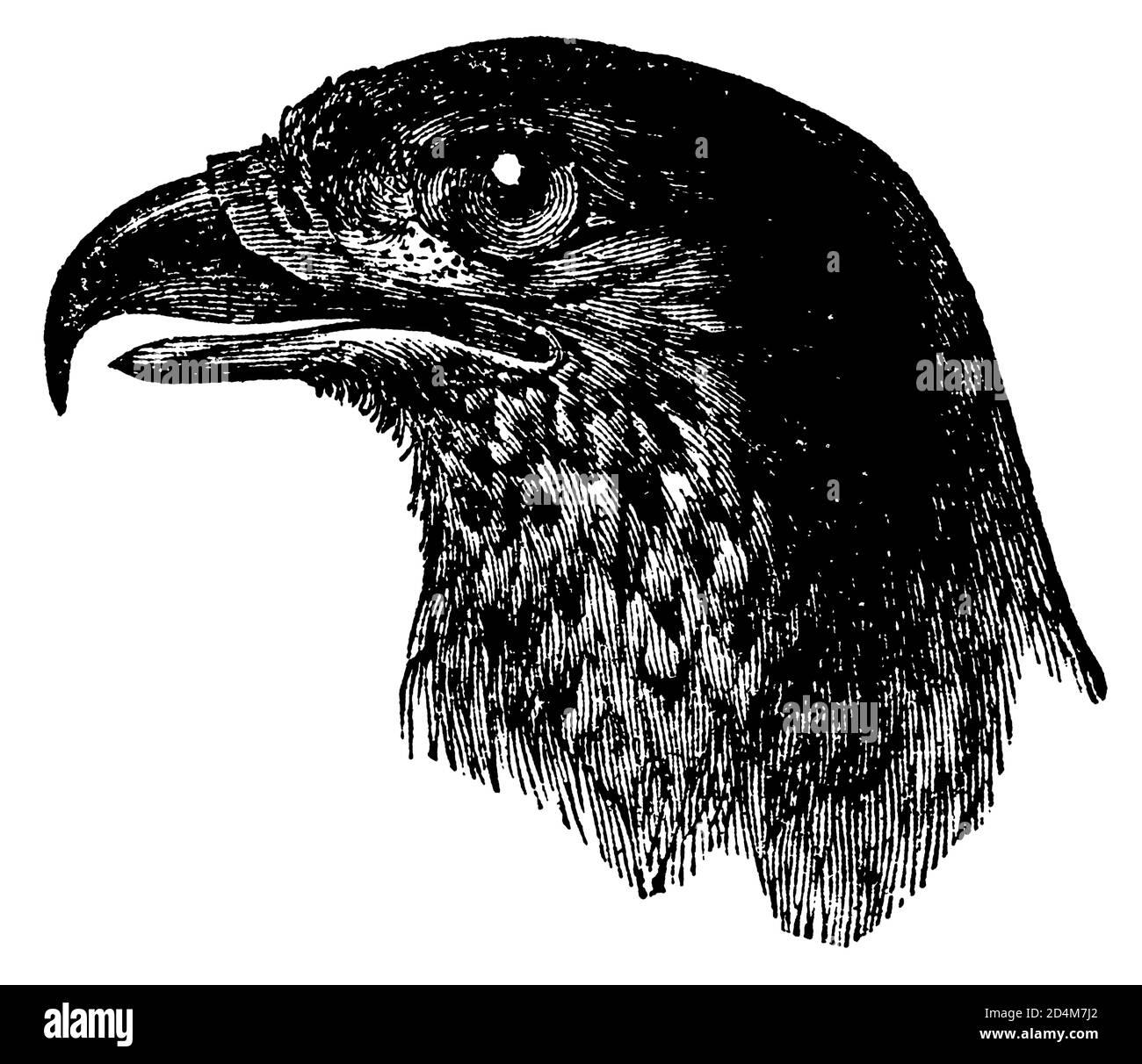 Gravure au XIXe siècle d'une tête d'aigle brésilienne (isolée sur blanc). Publié dans Systematischer Bilder-Atlas zum conversations-Lexikon, Ikonographis Banque D'Images