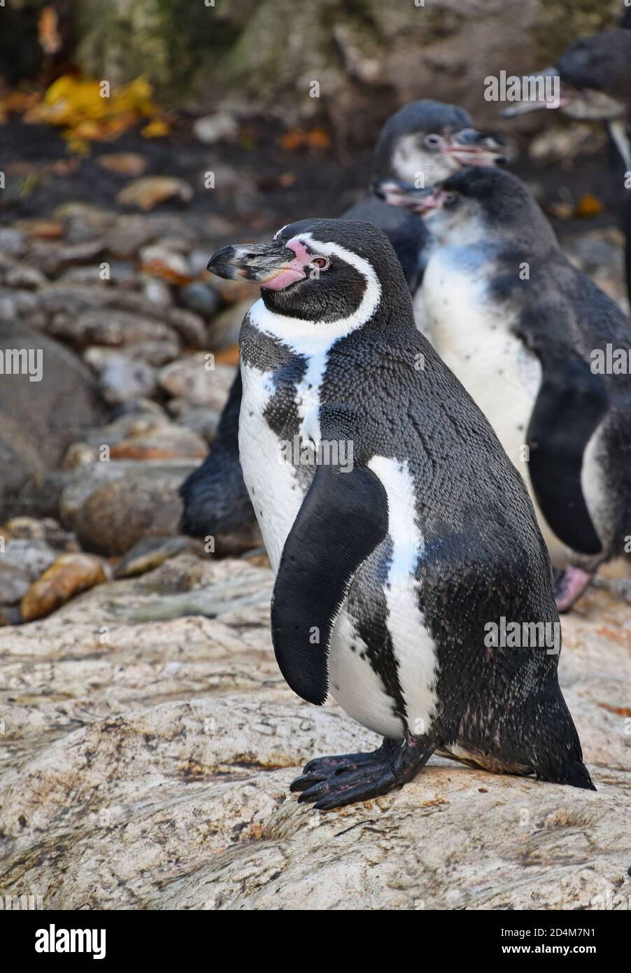 Un penguin debout sur les ailes et l'épandage de roche, appelant au cours de l'accouplement de la danse, Close up, low angle view, Banque D'Images