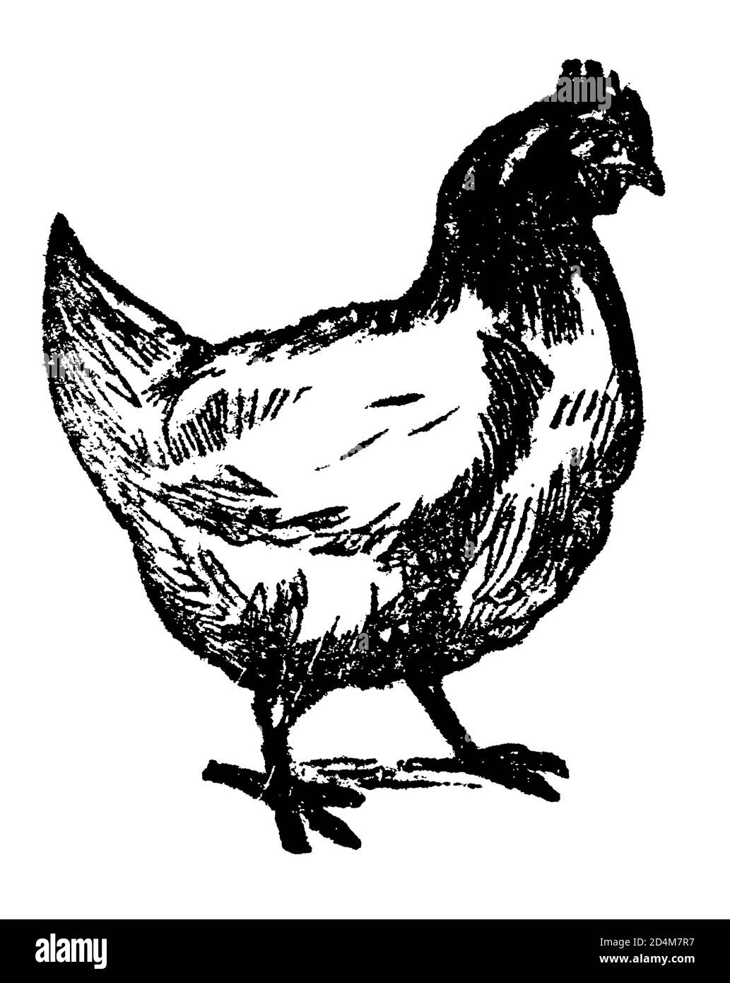 Gravure antique d'un poulet (isolé sur blanc). Publié dans Systematischer Bilder-Atlas zum conversations-Lexikon, Ikonographische Encyklopedie Banque D'Images Gravure antique d'un poulet (isolé sur blanc). Publié dans Systematischer Bilder-Atlas zum conversations-Lexikon, Ikonographische Encyklopedie Banque D'Images