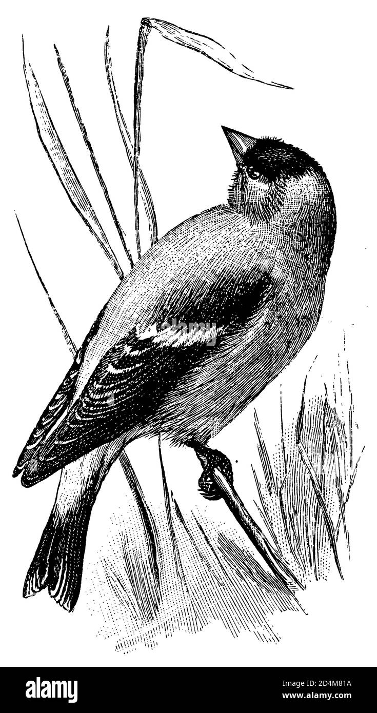 illustration noire et blanche de 19th siècles d'un oiseau d'or (isolé sur blanc). Publié dans Systematischer Bilder-Atlas zum conversations-Lexikon Banque D'Images