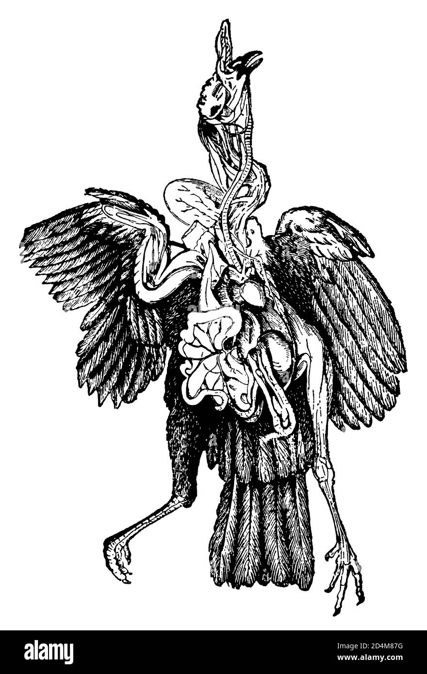 illustration du xixe siècle de l'anatomie interne de l'oiseau (isolée sur blanc). Publié dans Systematischer Bilder-Atlas zum conversations-Lexikon, Ikonogr Banque D'Images