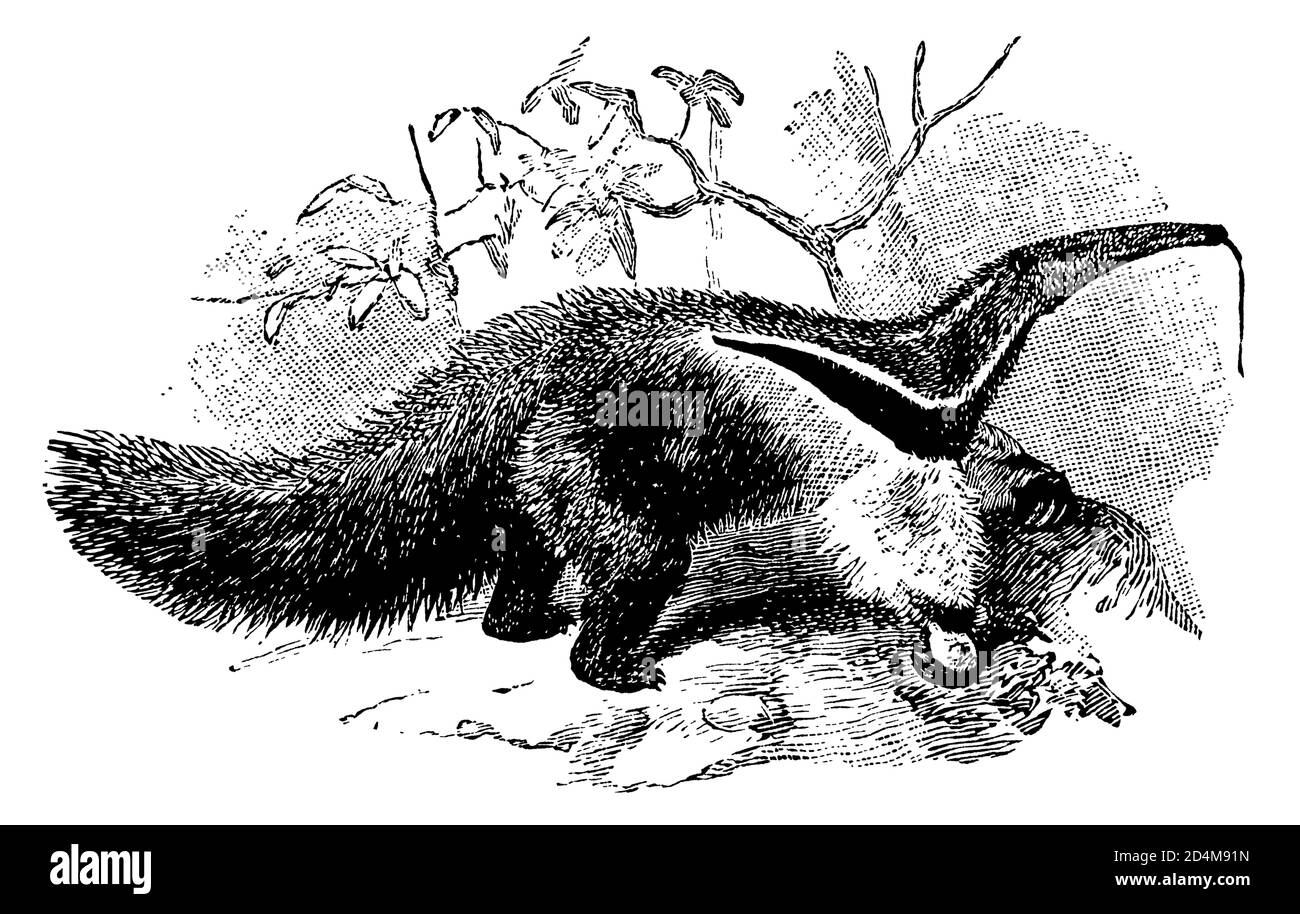Gravure antique de 19th-siècle d'une anteater (isolée sur blanc). Publié dans Systematischer Bilder-Atlas zum conversations-Lexikon, Ikonographische Banque D'Images