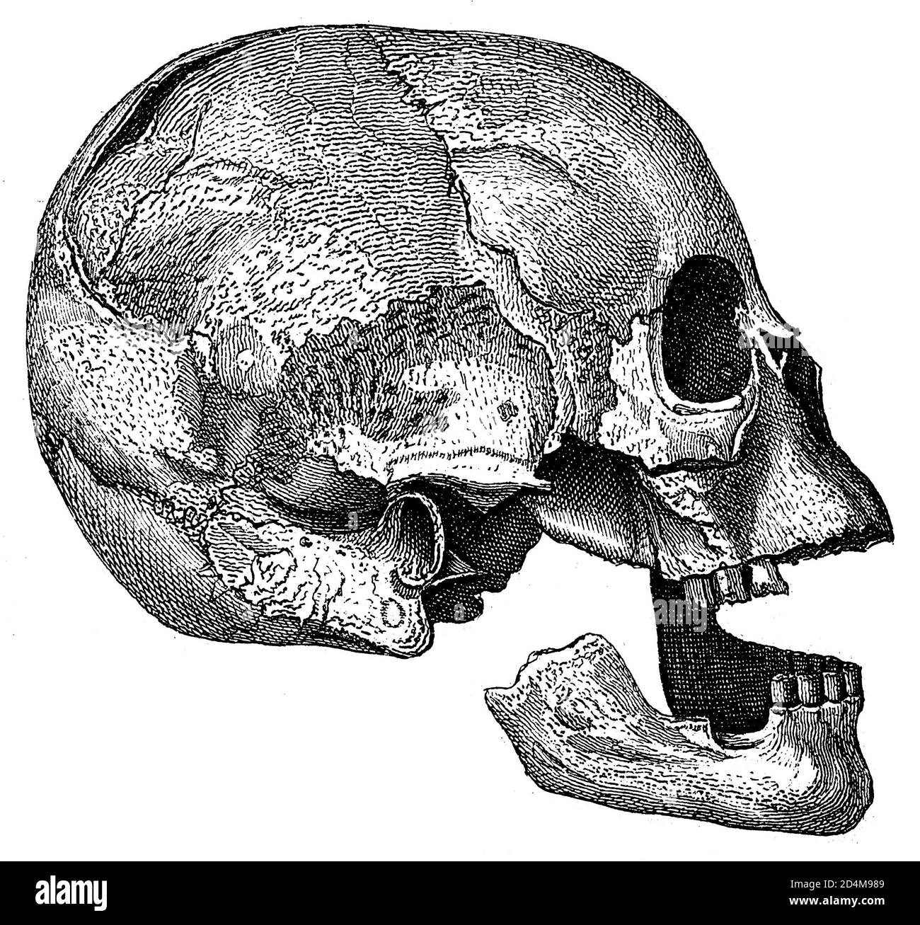 Gravure antique d'un crâne humain préhistorique. Publié dans Systematischer Bilder-Atlas zum conversations-Lexikon, Ikonographische Encyklopedie der Banque D'Images