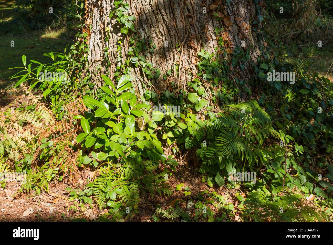 Base sur un vieux chêne anglais, Quercus robur avec l'ivy, les feuilles et la fougères en croissance Banque D'Images