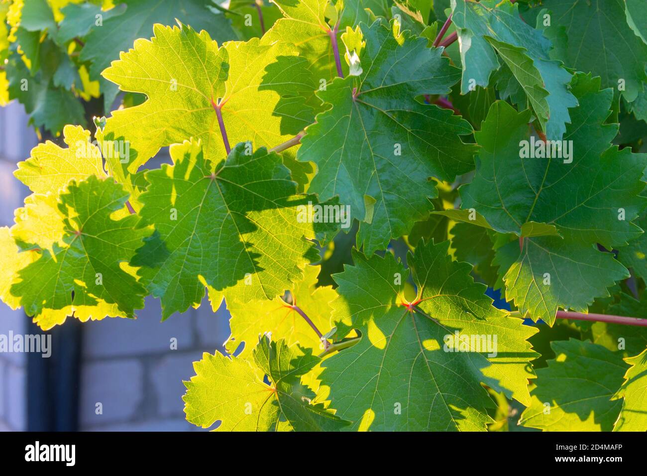 Grandes feuilles vertes de raisin en plein soleil. Gros plan, mise au point sélective. Banque D'Images