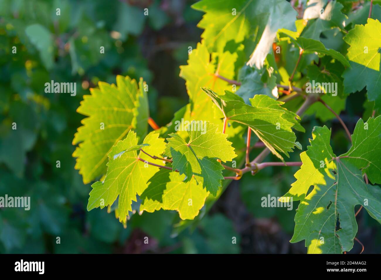 Feuilles de raisin au soleil. Vigne d'été dans le jardin. Gros plan, mise au point sélective. Banque D'Images