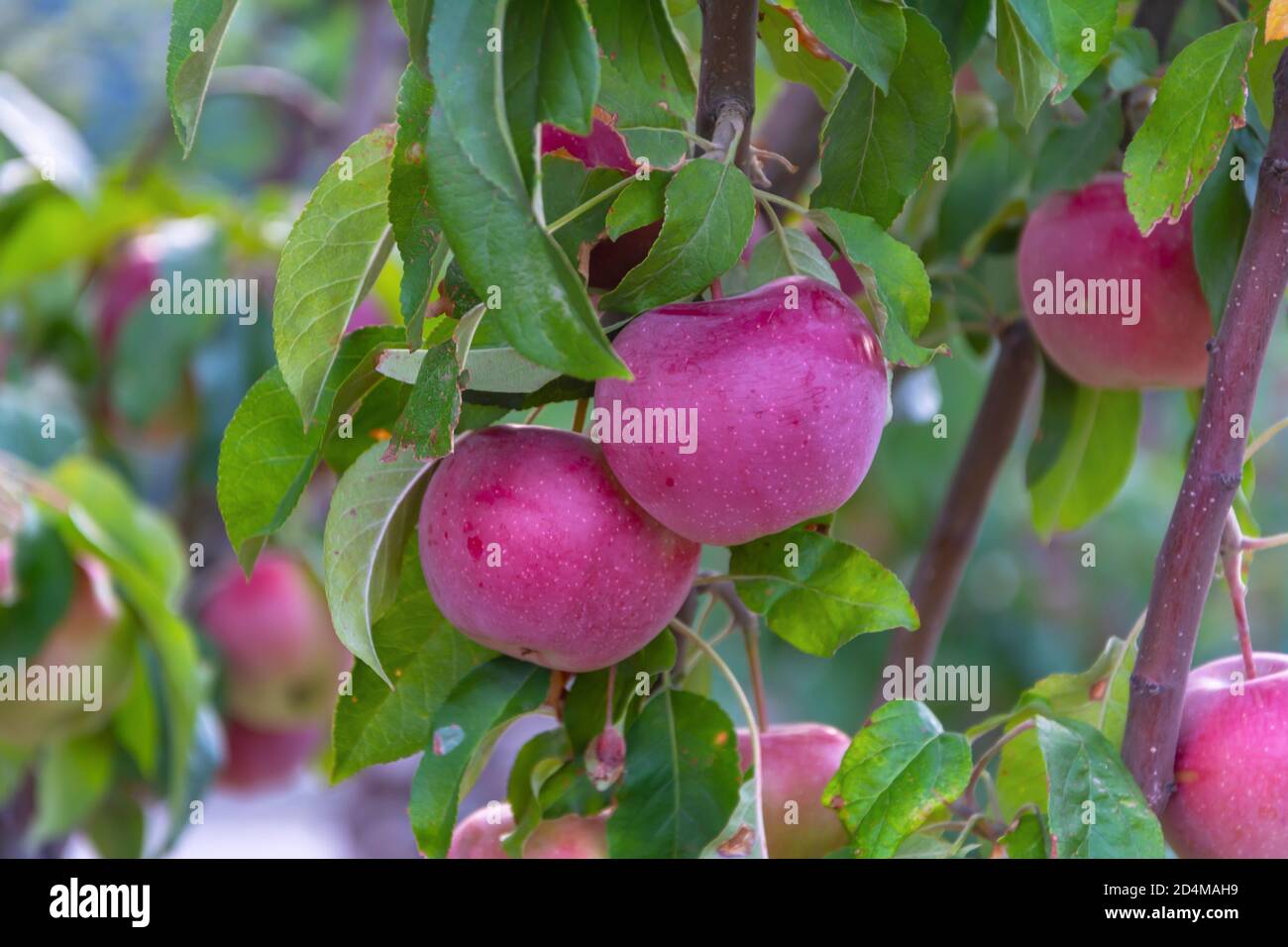 Belles pommes rouges sur l'arbre dans le jardin. Concept de récolte d'automne, produits naturels. Gros plan, mise au point sélective. Banque D'Images