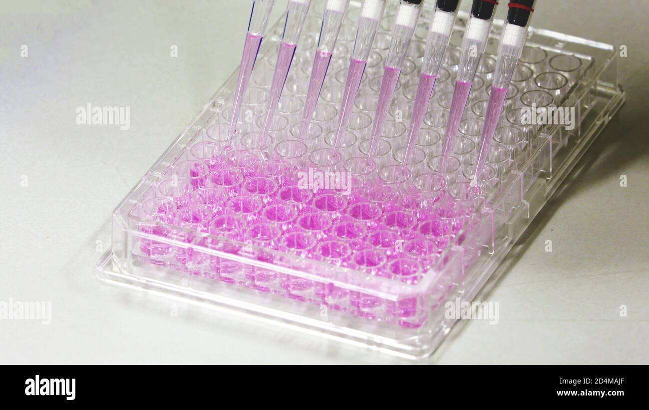 Pipettes multicanaux déposant des échantillons dans une microplaque à 96 puits ou quatre-vingt-dix-six plaques de microtitration, concept de laboratoire en gros plan. Banque D'Images