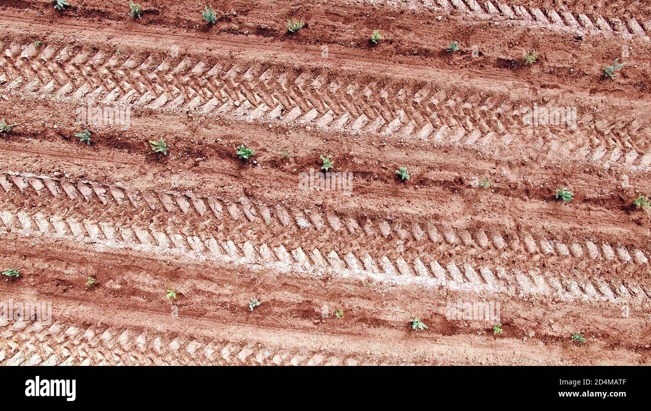 Les roues à effet de tracteur se tracent sur le terrain de boisement agricole, les petits arbres sur la ferme des arbres de Noël vue aérienne supérieure. Terre labourée arrière-plan de sol rouge. Banque D'Images