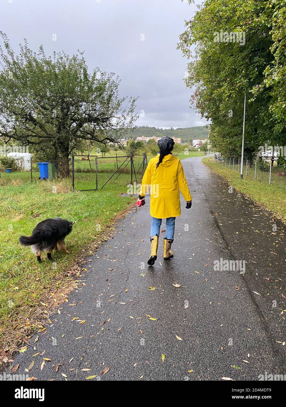Femme en imperméable jaune et bottes de pluie avec motif jaguar marchant  avec un chien le jour de la pluie en automne. Vue arrière de la personne et  de l'animal Photo Stock -