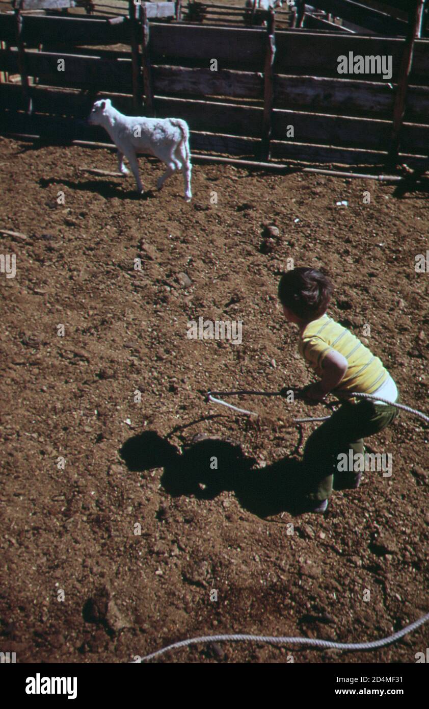 Jour de marque de veau au ranch - emplacement: Dans ou près de Nuca; Colorado ca. 1972 Banque D'Images