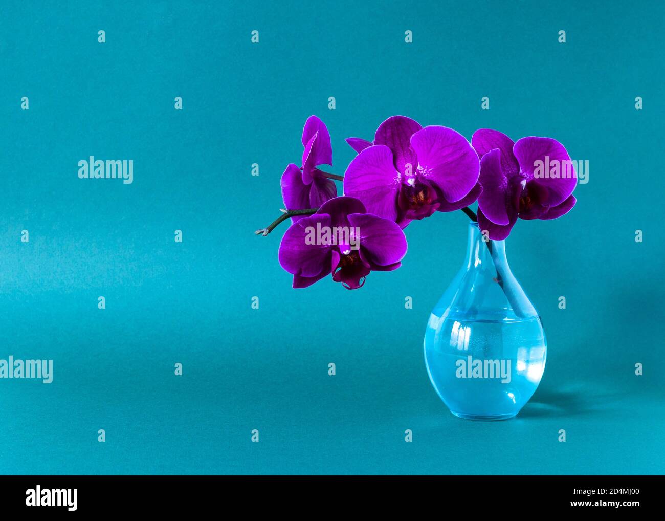 Orchidée violette dans un vase en verre sur fond bleu Banque D'Images