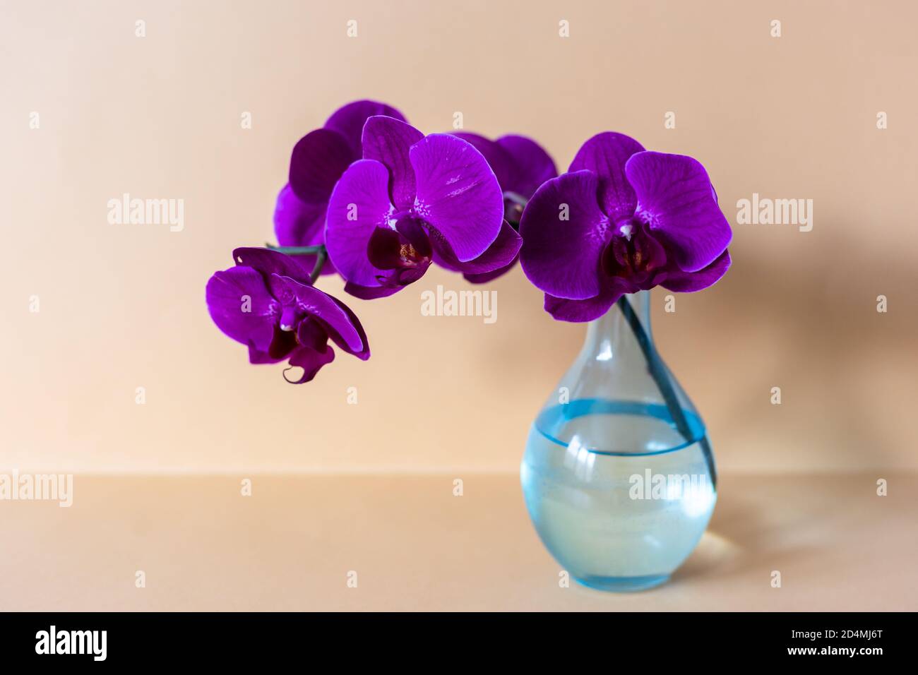 Branche d'orchidée dans un vase en verre sur fond de vase Banque D'Images