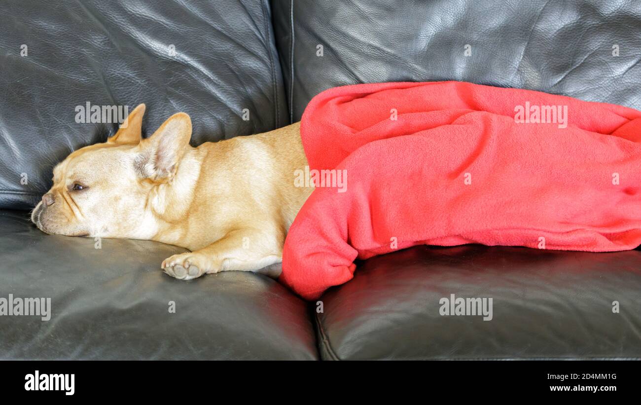 Bulldog français confortable allongé sur un canapé recouvert d'une couverture. Banque D'Images